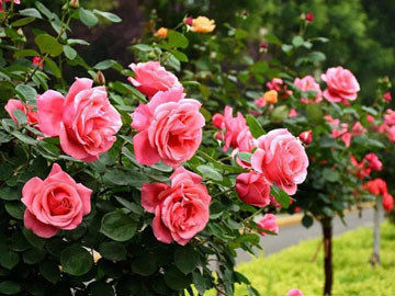 情人节畅销物“玫瑰”竟是切花月季!真玫瑰是谁？