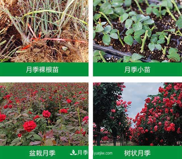 南阳汉月农业科技有限责任公司(图2)