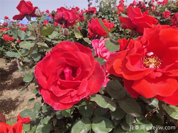 月季、玫瑰、蔷薇分别是什么？如何区别？(图1)