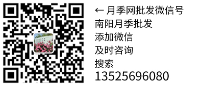 联系上海龙凤419(图2)