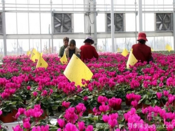 扬州高邮：每天发货30万株，花工厂绽放乡村振兴致富花
