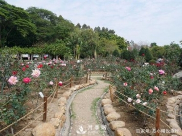 广州“五彩缤纷”的月季花园，开满全园，游客赞道太美了
