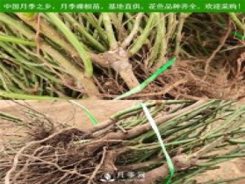 月季裸根苗，小高杆月季和3公分月季树发往陕西