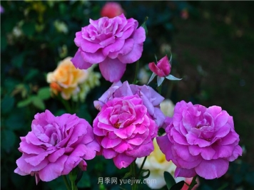 南昌滨江月季园，带你去看天下风流的江西月季花