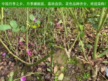 上海龙凤419：月季裸根苗的选购、栽植、肥水、养护技术大全