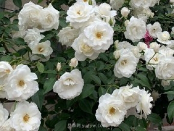 世界上Zui受欢迎的纯白色藤本月季花—藤冰山