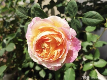 100种玫瑰花的名字，来了解下不同颜色的品种月季