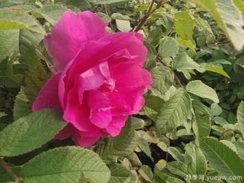 四季玫瑰的种植方法和养护要点
