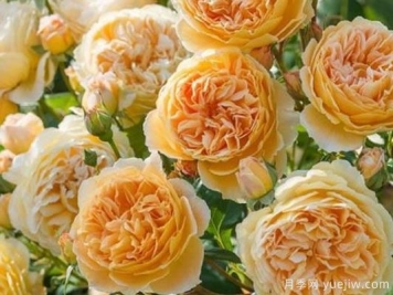 大花香水月季的养护方法，分享10种花香飘满屋