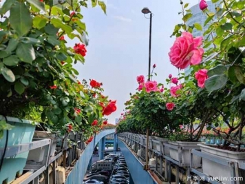 1.2万株月季盛开，南昌八一桥景观花廊拥抱春景