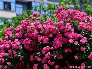 武汉新增多条绝美月季花道，江城处处花海景观