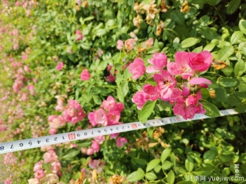 安吉拉月季盆栽苗，60厘米高基地发货