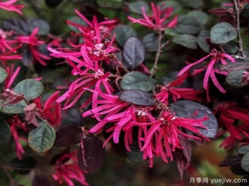红花檵木花团簇锦，广泛用于园林造景
