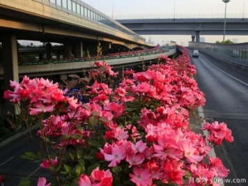 30万株新品种，杭州高架月季会带来什么样的惊喜？