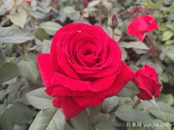 原产中国的玫瑰花(月季花)，是如何成为美国国花的？