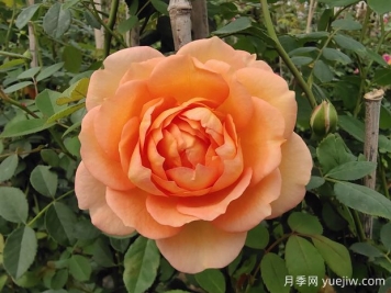 中国月季：欧洲玫瑰花的祖宗，为世界园艺做出了巨大贡献