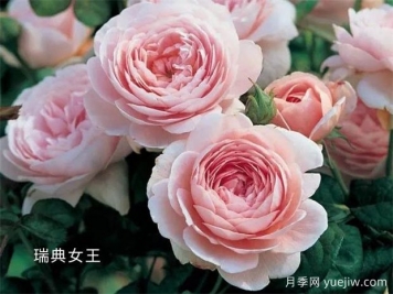 100种月季玫瑰品种图鉴大全，你认识有没有超过10个？