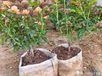 盆栽月季多年不换盆，3个办法也能保持生长旺盛