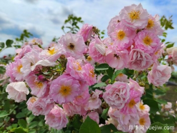 山木香和野蔷薇的辨识区别