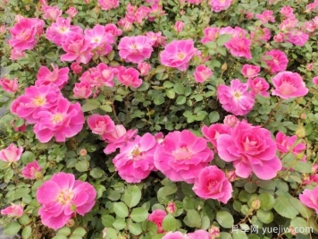 仙境盆栽月季杯苗粉色丰花，绿化工程批发
