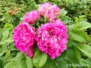 紫枝玫瑰，一年多次开花的绿化玫瑰