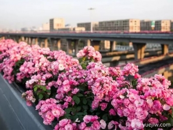 杭州高架月季实现定期开花，是如何进行花期调控的？