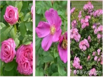 轻松区分月季、玫瑰和蔷薇ROSE三姐妹，不再迷茫于爱情花海