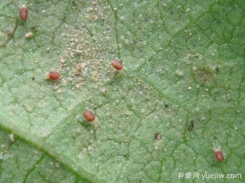 月季常见病虫害之红蜘蛛的习性和防治措施