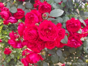 6款红色系的藤本月季品种，适合打造网红花墙