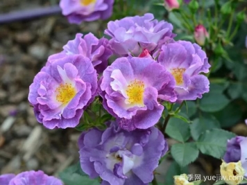 月季大千世界，5个令人惊叹的稀有玫瑰品种