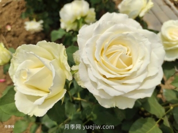 十一朵白玫瑰的花语和寓意
