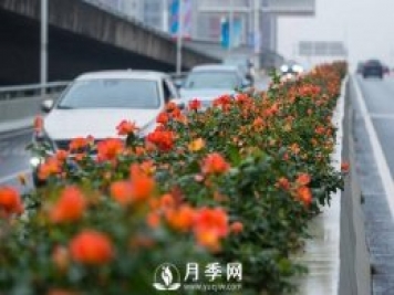 月季花期可调控，看武汉10月中旬月季花艳丽开放