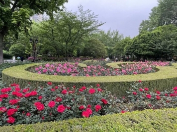 上海复兴公园月季园，月季花开献给市民的视觉盛宴