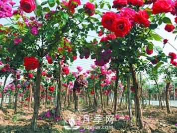 新品“月季树”为北京市花添色彩，居然引种自南阳内乡