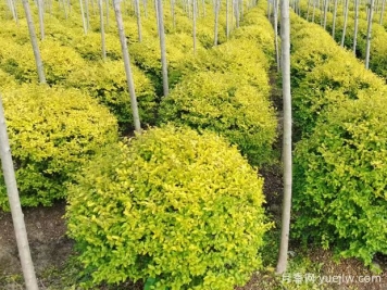 荆门沙洋县十里铺镇4万亩苗木成为致富的绿色产业