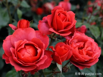 21朵玫瑰：不只是浪漫，还藏着这些深意