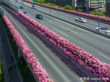 杭州高架月季初开，2024年又到走花路时间