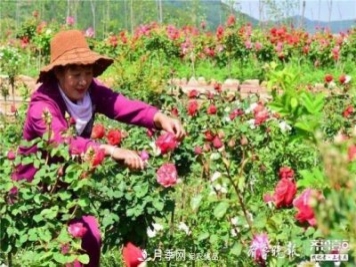 山东淄博沂源60亩月季花竞放，美丽产业助推特色乡村旅游