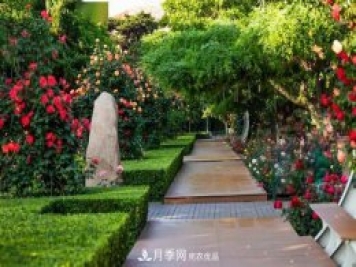 秦皇岛适合养月季花，市花和市树是什么