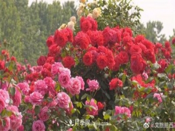 肥西县三河镇百亩树状月季园：花开正艳，产业增收