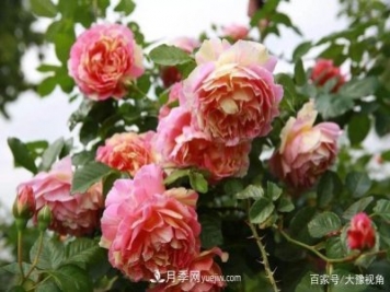 河南省各市市花，洛阳牡丹最出名，月季最受欢迎