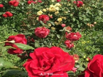 山西运城农民柳庚申建当地精品月季园，种植300多个月季花品种