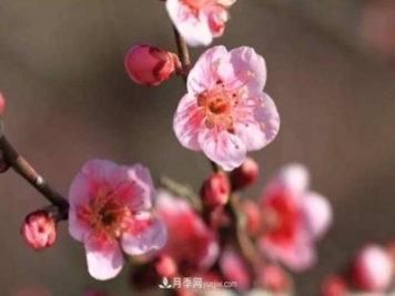 淮北市的市花是什么？月季花的花语寓意