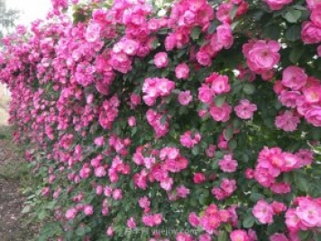 推荐3种爬藤月季，花园里轻松打造漂亮花墙